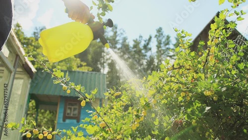 Treatment of gooseberry bushes with fruits with a solution of copper and iron sulfate. Spraying plants in the country on a sunny day from diseases and pests. Slow motion photo