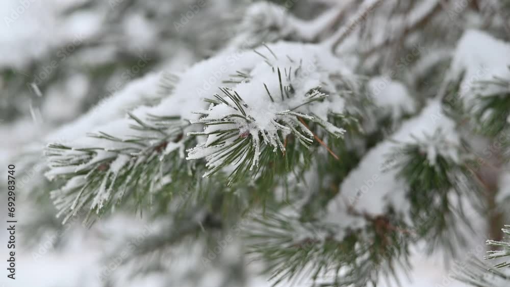Close-up of a pine branch covered with snow on a snowy winter day, snowfall in nature Close-up of a pine branch covered with snow on a snowy winter day, snowfall in nature