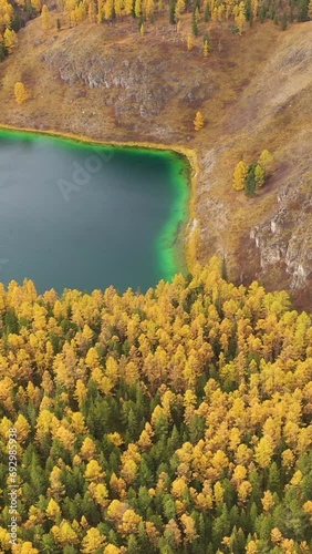 Lake Uchkel and Yellow Larch Forest in Autumn. Aerial View. Ulagan Plateau. Altai, Russia. Drone Flies Sideways. Vertical Video photo