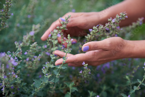 A woman touches a blooming lavender bush with her hands.