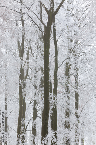 Trees with snow and frost, nr Wotton, Glos, UK photo