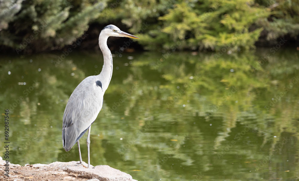 grey heron grey heron