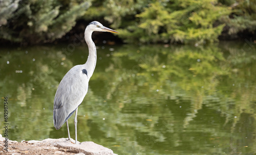 grey heron