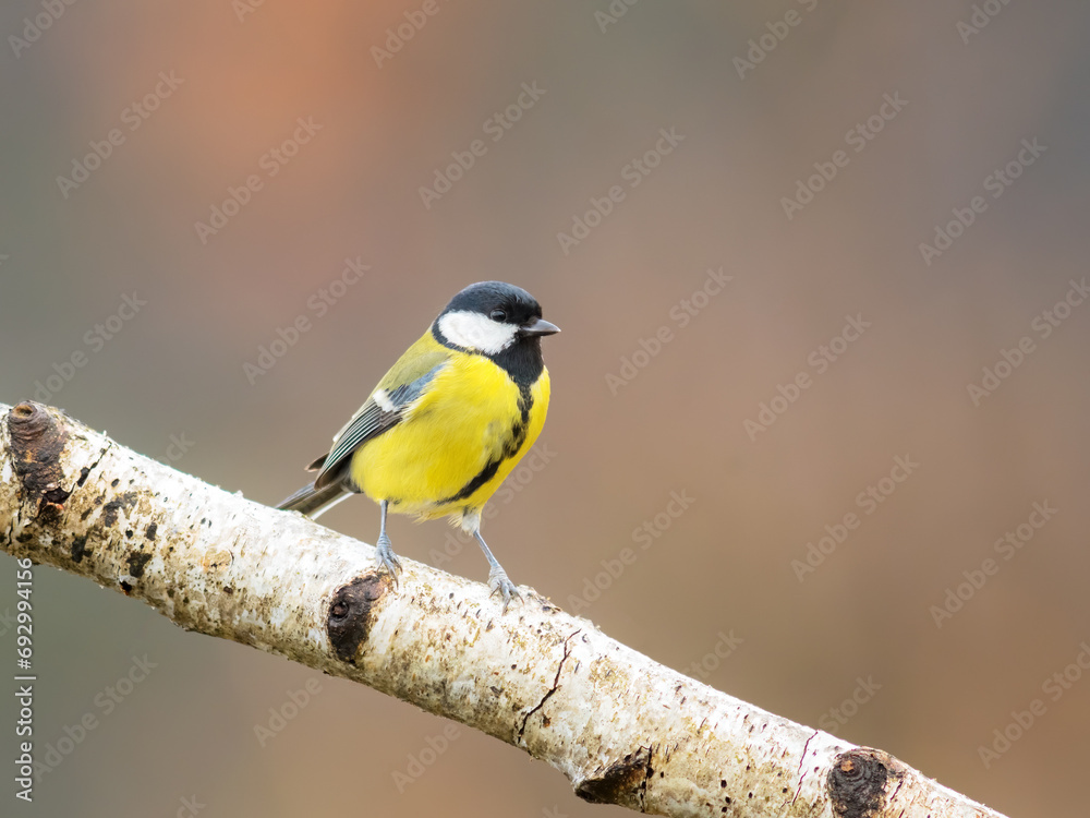 Obraz premium Great tit on wood stick
