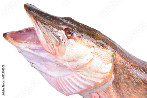 Fish pike isolated on white