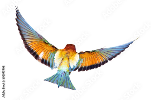 Tableau sur toile It is a master flight bee-eater with its wonderful colors