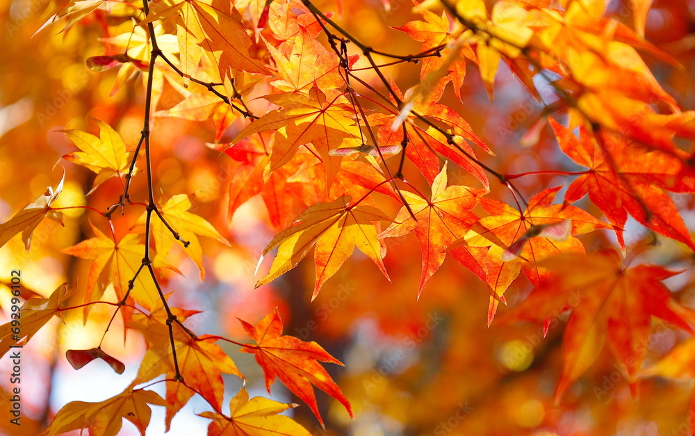 秋の風景：赤と黄色が美しい、色付いたモミジ、紅葉した葉