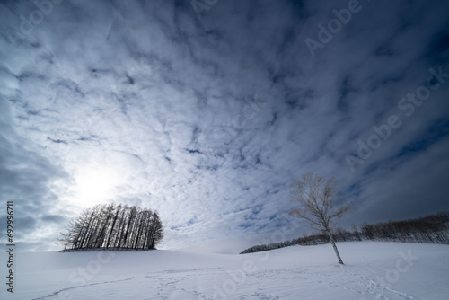 北海道・美瑛の風景01_雪原と樹木