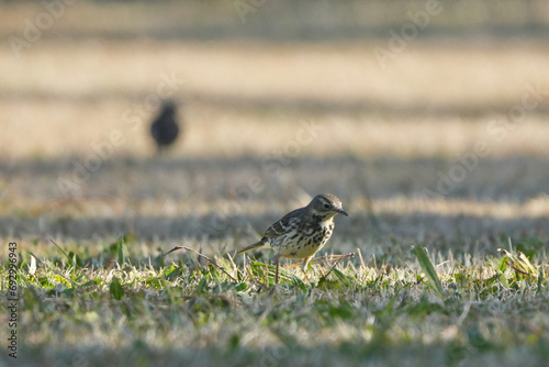 buff bellied bulbul in a field