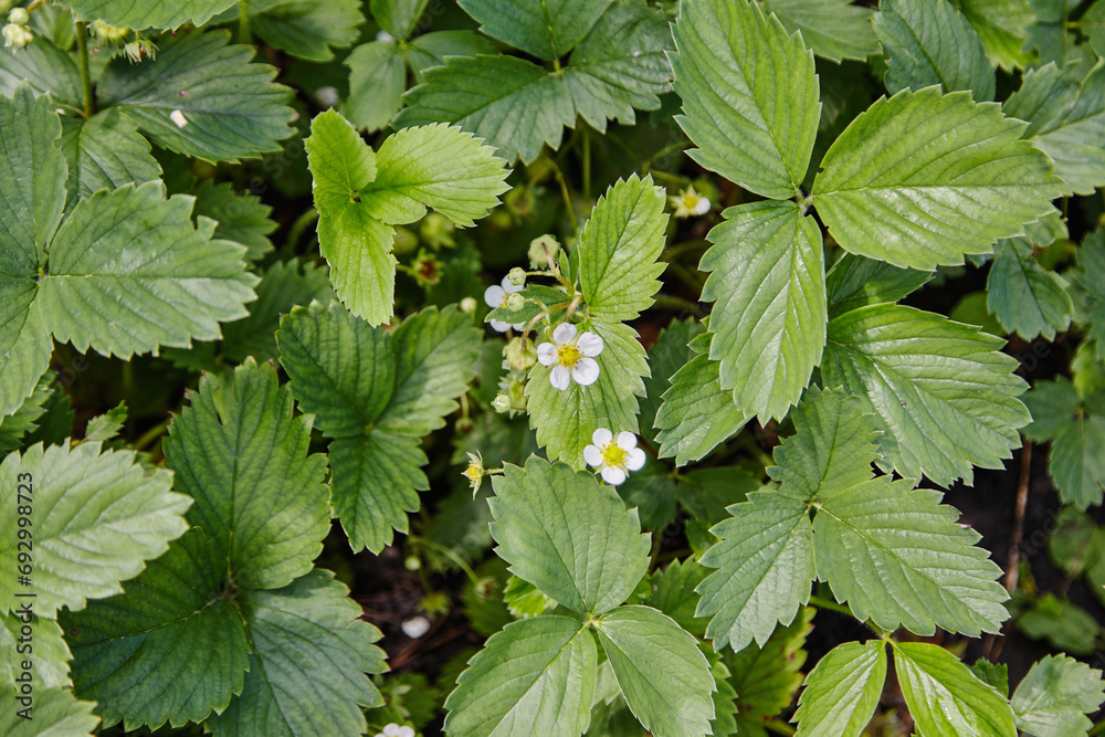 strawberries bloomed in the garden. the Strawberry Plant. strawberries bloomed in the garden. the Strawberry Plant.