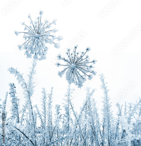 Flower ( Heracleum sphondylium ) in winter covered of hoarfrost with frozen ice crystals in winter on white background with space for text