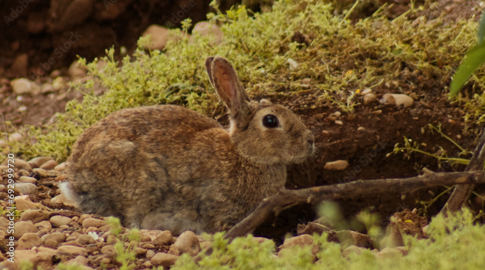 A wild hare in the foreground. A wild hare in the foreground.