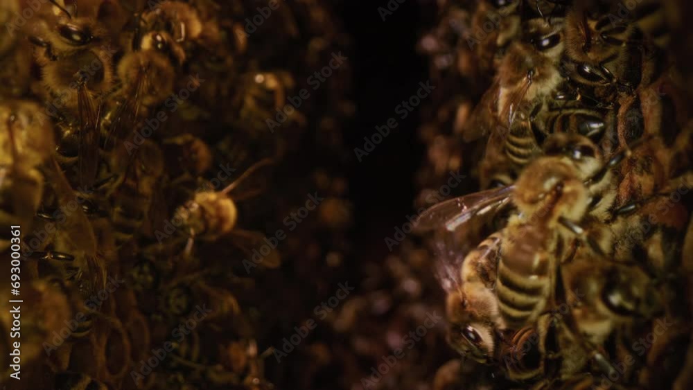 Dolly macro shot is a bee in a hive. Worker bees walk and work inside the hive in the apiary. Pollen is put into the cells of the honeycomb. They create eggs for a colony of bees. Honey in combs