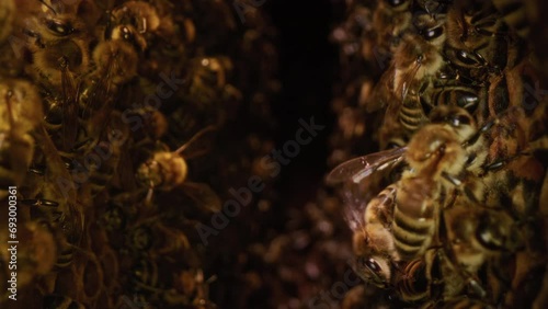 Dolly macro shot is a bee in a hive. Worker bees walk and work inside the hive in the apiary. Pollen is put into the cells of the honeycomb. They create eggs for a colony of bees. Honey in combs photo