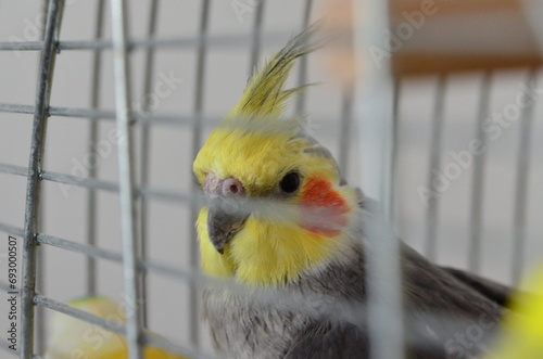Cockatiel in a cage on a background of the window