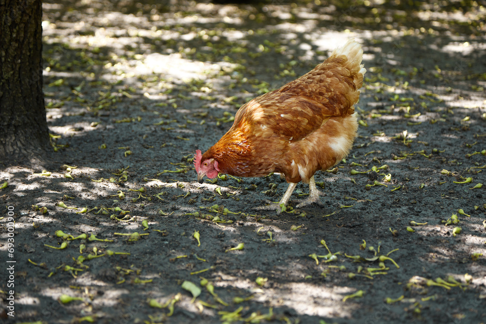 Fototapeta premium free range chicken in the summer sunny day