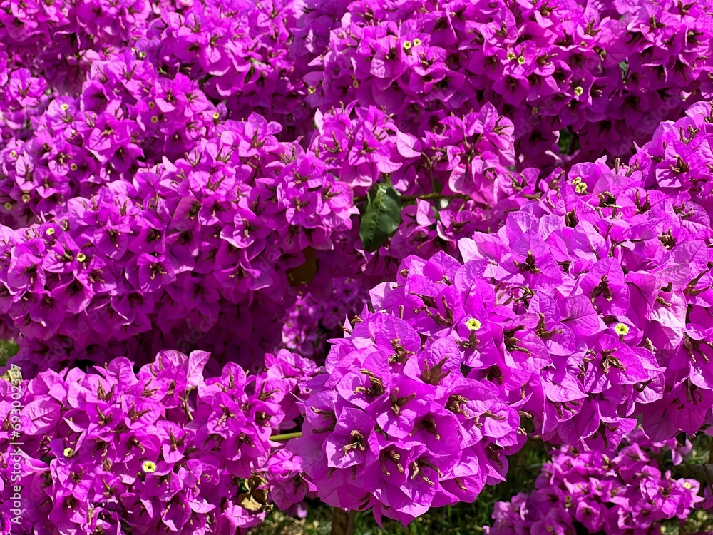 Beautiful Bougainvillea blossom pink purple flowers 