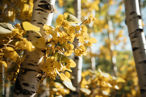 Pando (Quaking Aspen) - illustrating the interconnected root system. photo