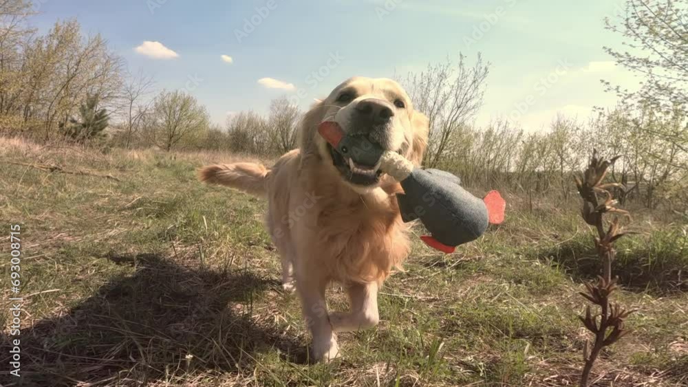 golden retriever dog and playing with the duck toy outdoors, training a dog for duck hunting