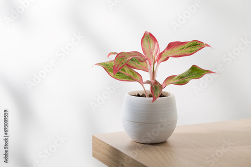 Aglaonema creta or Red chinese evergreen