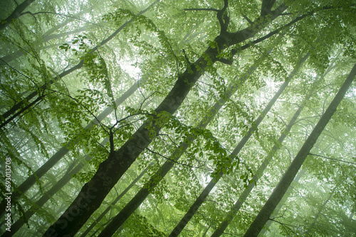 Green forest in spring. Foggy view in the forest. Bolu forests.