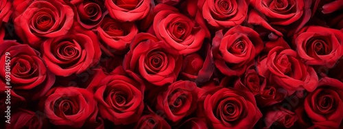 A background of red roses, flower buds, a floral banner of red roses.
