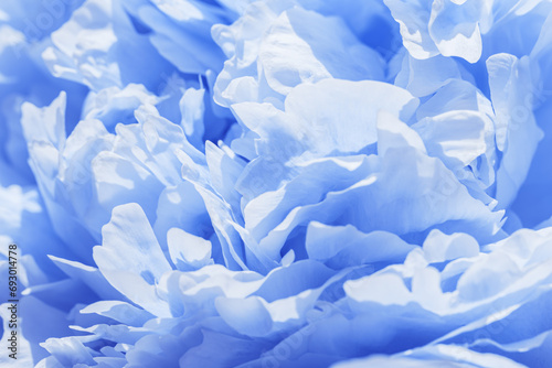 Beautiful view of white blue peonies close up lit by sunlight, midday light shadows, sun glare. Color gradient top view beauty nature aesthetic background. Natural floral pattern, selective