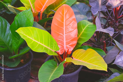 Beautiful Philodendron Prince of Orange leaves growing in black plastic pot with green foliage ornamental plants in home gardening area photo