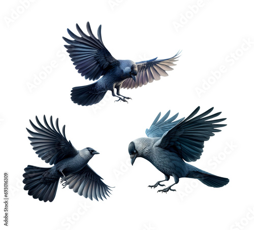 A set of Western Jackdaws flying on a transparent background