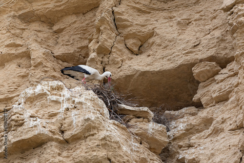 White stork (Ciconia ciconia) nests on the cliff