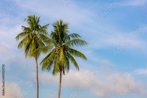 Standing two asian palmyra palm trees with blue sky background, Palmyra palms are economically useful and widely cultivated, especially in South Asia and Southeast Asia, Thailand.
