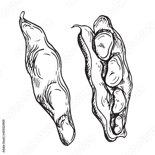 Kidney beans vector illustration isolated on white. Green beans pod ink hand drawn. Soy beans black white graphic. Hand painted for design menu, wrapping, ingredients of dishes, recipe, label
