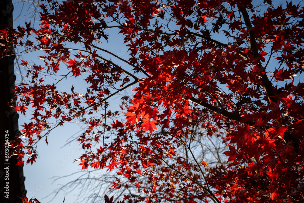 秋の紅葉・モミジ