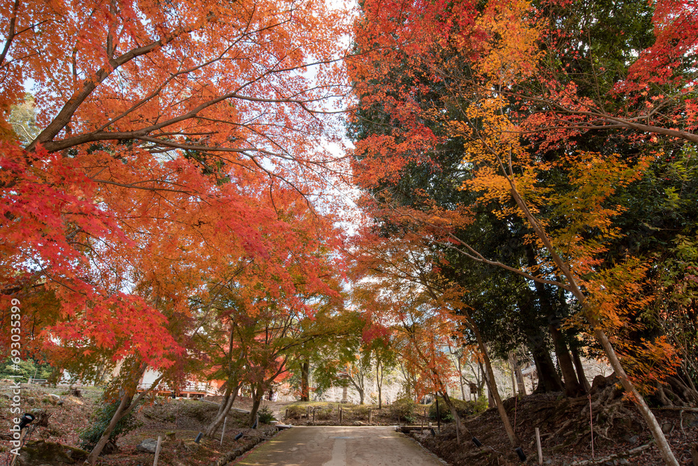 The most beautiful viewpoint of daigoji is a popular tourist destination in Kyoto, Japan. The most beautiful viewpoint of daigoji is a popular tourist destination in Kyoto, Japan.