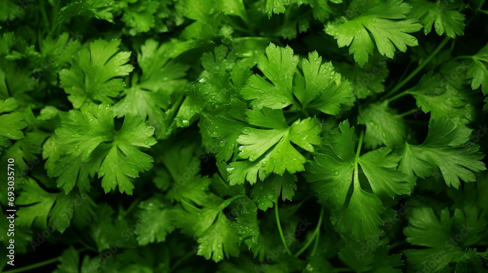 A clear image completely filled background of some fresh parsley A clear image completely filled background of some fresh parsley