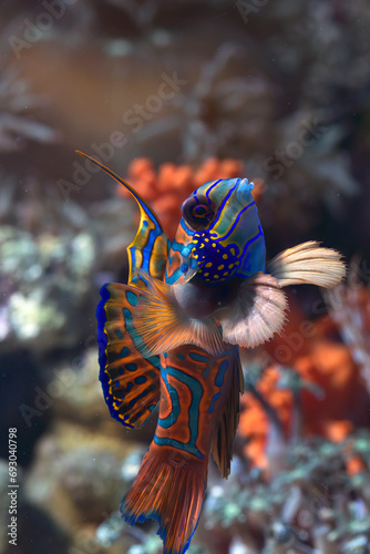 Fototapeta Naklejka Na Ścianę i Meble -  Mandarin fishes on a coral reef