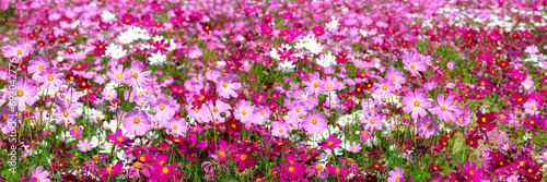Panorama background of vivid colorful cosmos flower in meadow in spring summer nature.Panoramic Cosmos flowers blooming in garden.