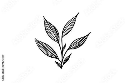 Hand-drawn ink sketch of minimal plant, black forts for graphic design. Engraved style vector illustration.
