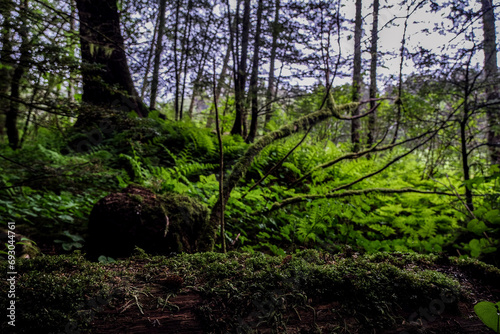 Lush woods rainforest jungle tree nature landscape scenery in Sitka Historical Park hiking trails with creeks, green bushes and vegetation in magic fairytale environment Baranof Island photo