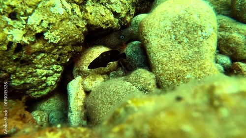 Moray eel hidden behind rocks with grouper fish swiming around in the Turkish coast of Datça	 photo