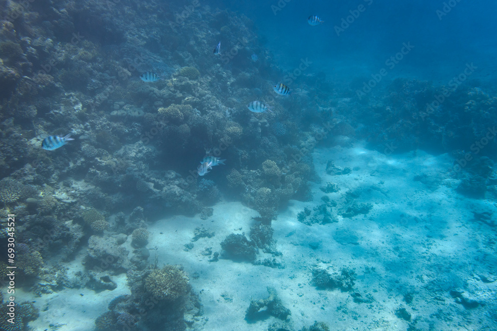 Red Sea underwater scenery with tropical fishes, Egypt Red Sea underwater scenery with tropical fishes, Egypt