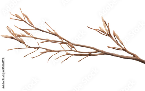 Tranquil Willow Branch On Transparent Background