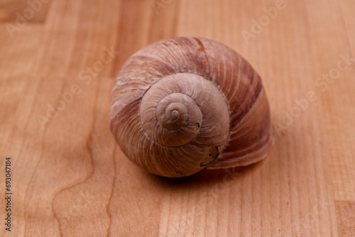 a shimmering snail shell lying on a wooden table