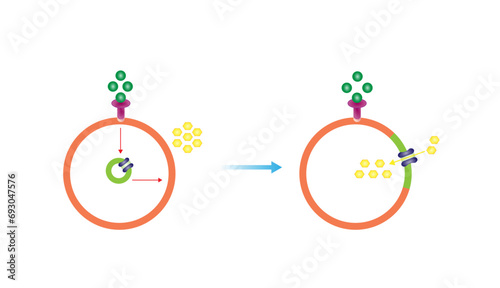 Insulin mechanism of action, regulates glucose metabolism and glucose blood level. Insulin is the key that unlocks glucose channel. Insulin resistance. Diabetes mellitus. Vector illustration. photo