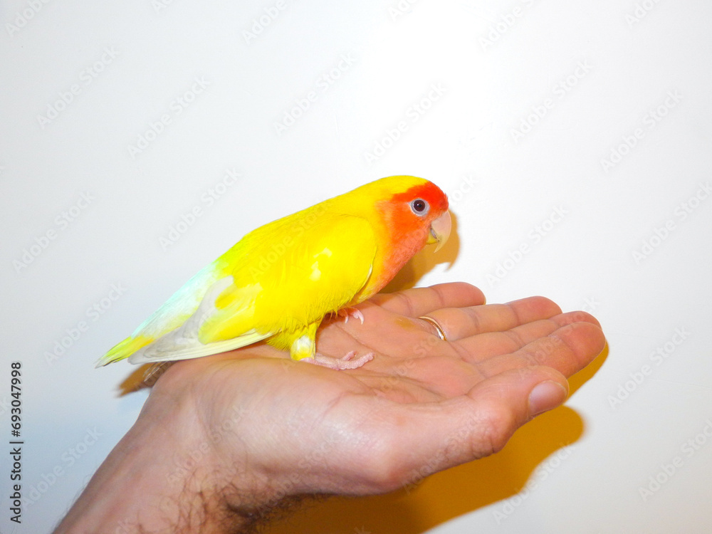 Yellow rosy-faced lovebird parrot (Agapornis roseicollis) sits on hand. White background. Beautiful pet bird. Love for pets concept.