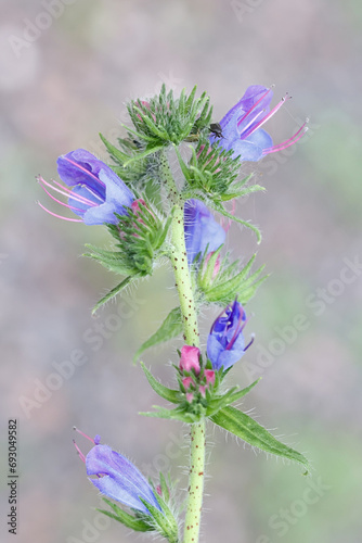 Viper's Bugloss, Echium vulgare, also known as Blue devil or Blueweed, wild flowering plant from Finland photo