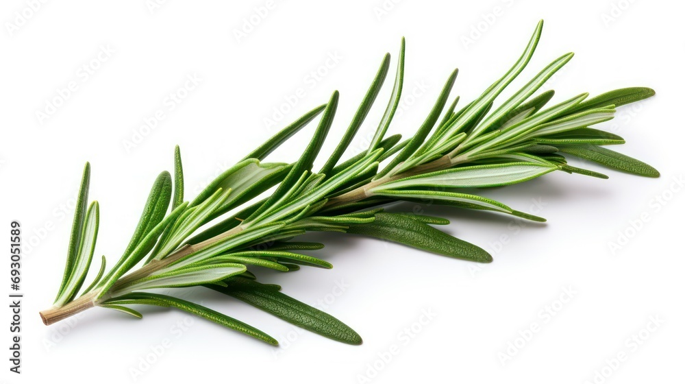 rosemary on white background rosemary on white background