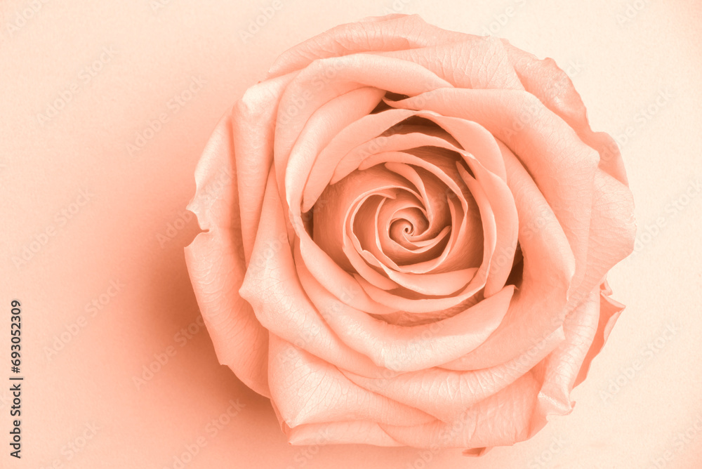 Open rose flower with beautifully unfolded petals in the color of the year 2024 peach fuzz,pantone, top view, isolated. Stabilized flowers Open rose flower with beautifully unfolded petals in the color of the year 2024 peach fuzz,pantone, top view, isolated. Stabilized flowers