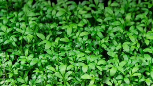 Cress Salad Sprouts Growing in Time Lapse. Microgreens Seedling as Organic Food. Watercress Germination For Salads