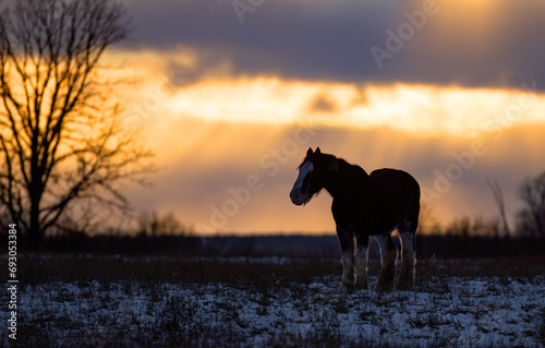 Clydesdale horse silhouette standing in an autumn meadow at sunset